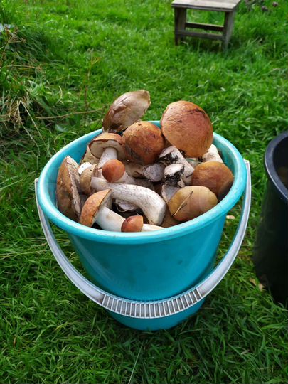 Участок 10 сот. (СНТ, ДНП)