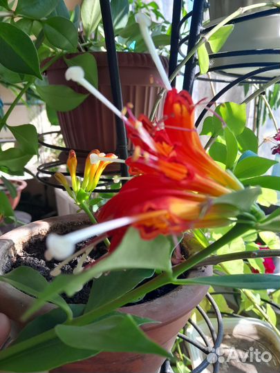 Эсхинантус. Перо жар прицы