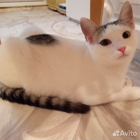 Котик. Отдам добрым людям