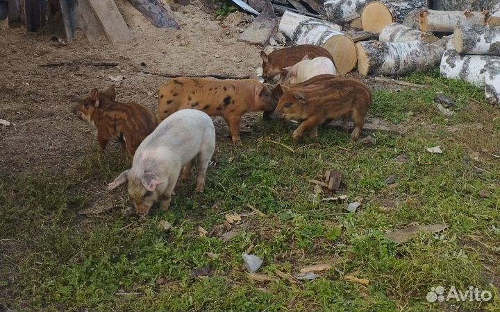 Поросята