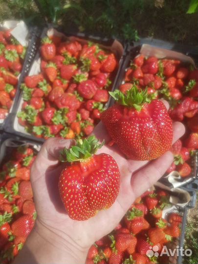 Рассада клубники Азия, Клери, Априка, Альбион