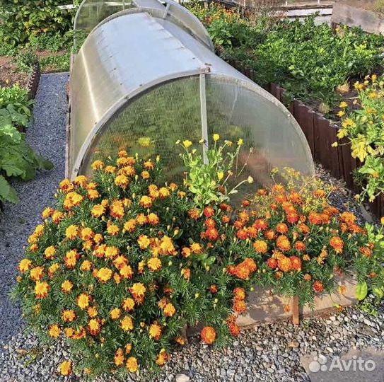 Парник хлебница