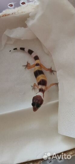 Пятнистый эублефар (Eublepharis Maculari)