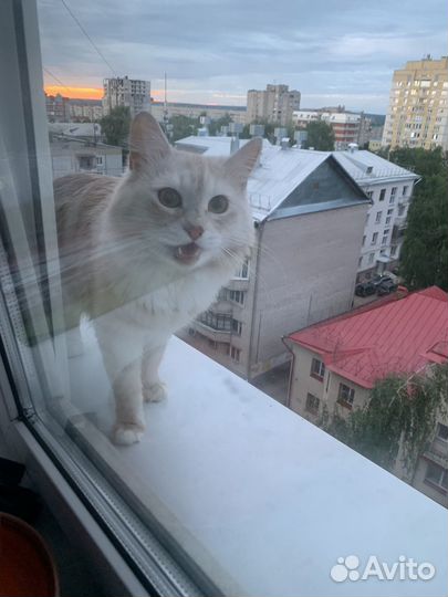 Котята кот и кошка