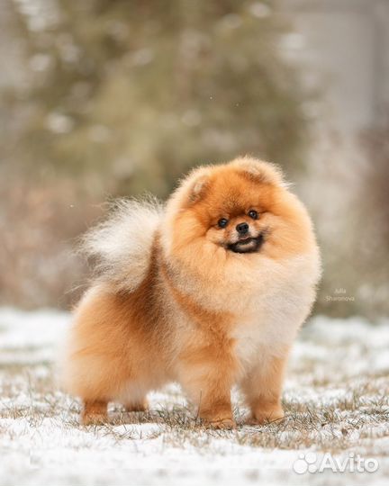 Очаровательные малыши