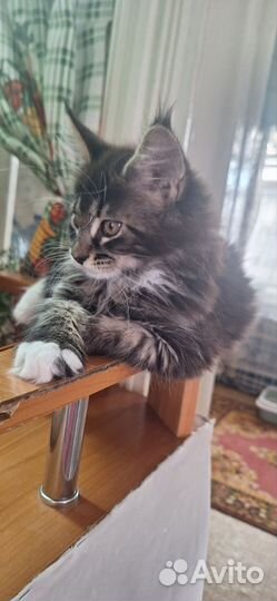 Котята мейн-кун