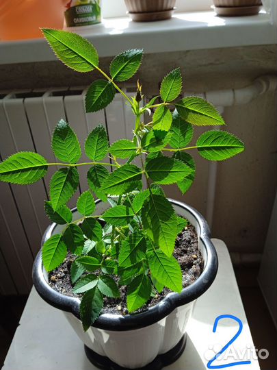 Роза кардана