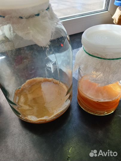 Чайный гриб