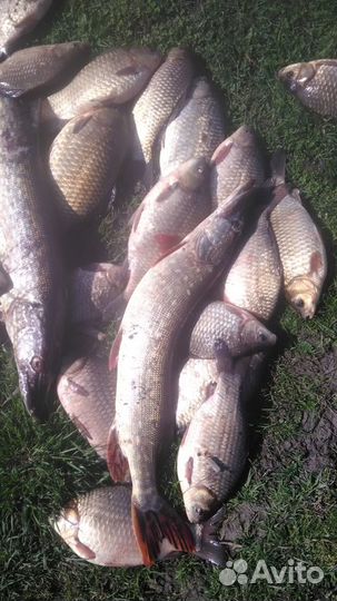 Платная рыбалка