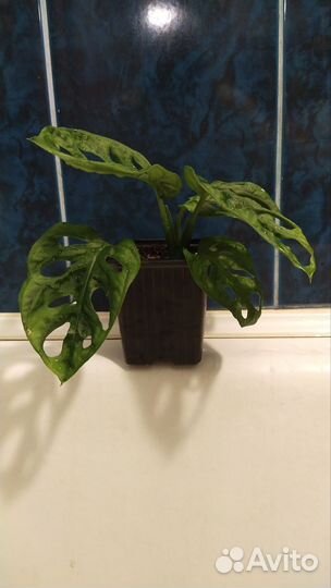 Монстера манки