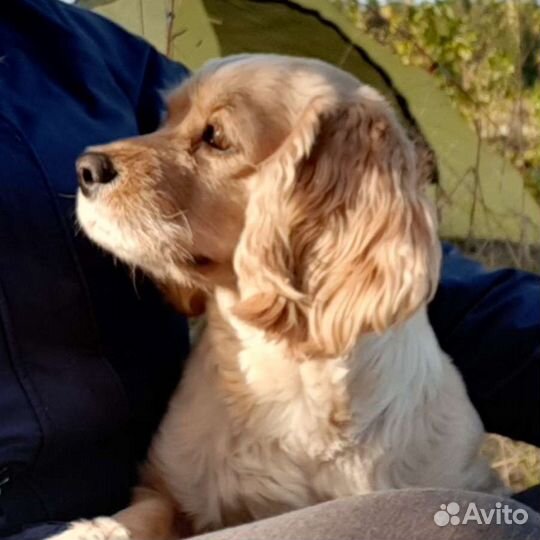 Собаки щенки