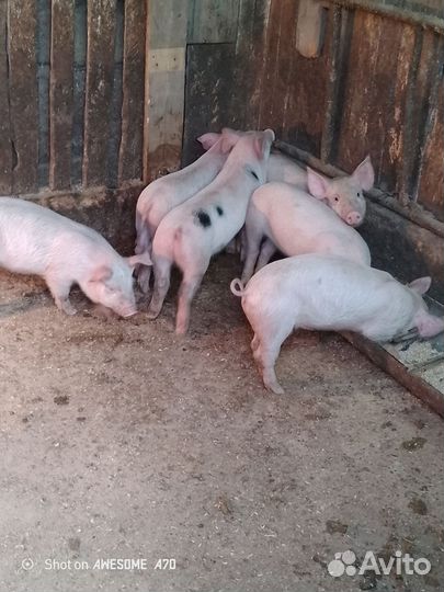 Поросята русская белая+пьетррен