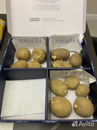 Семенной картофель