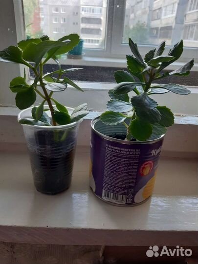 Каланхоэ цветущий