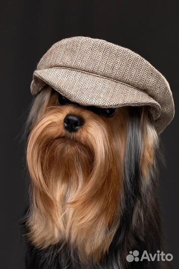 Молодой кобель йоркширского терьера для вязок