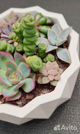 Флорариум из суккулентов. В наличии