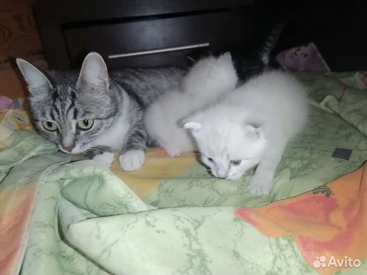 Котята в добрые руки