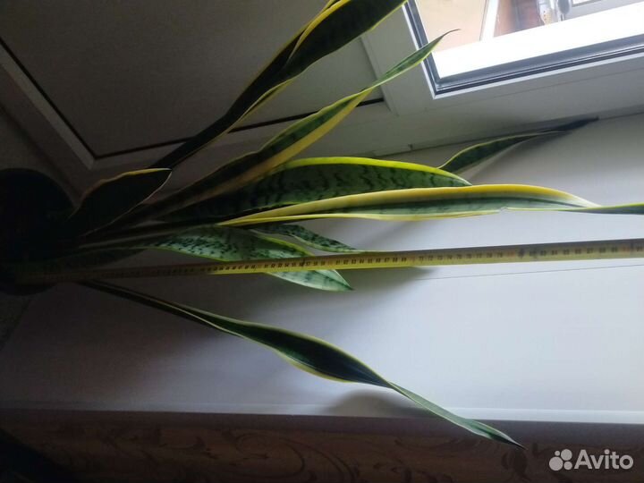 Сансевиерия сортовая (щучий хвост, тёщин язык)