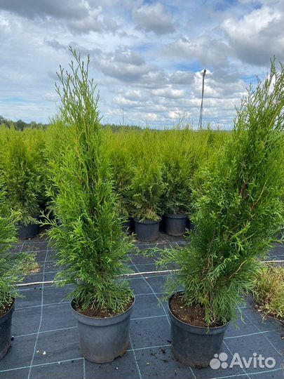 Туя Смарагд 80 см