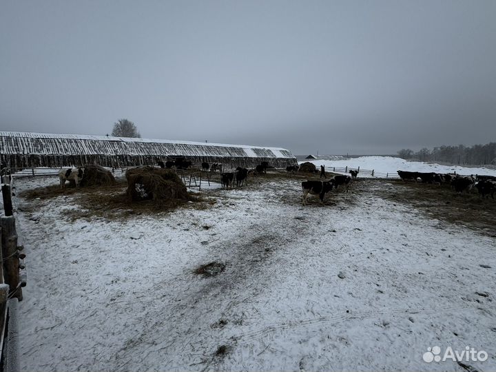 Телки/нетели