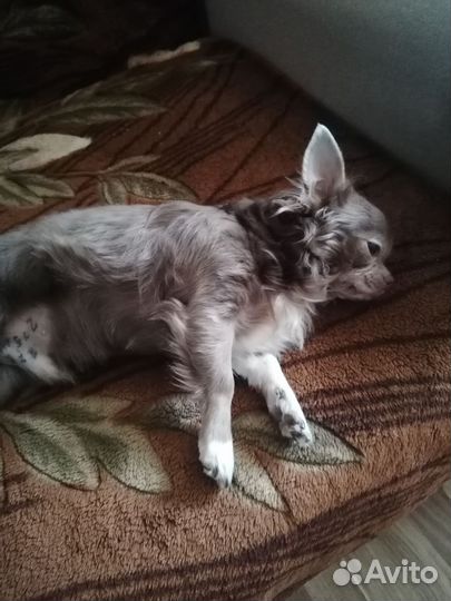 Мальчик чихуахуа