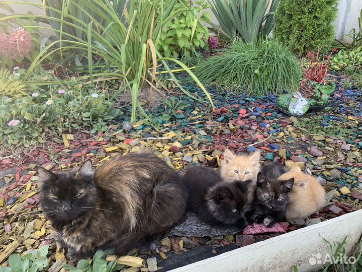 Котята в добрые руки