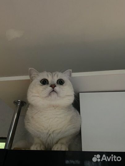 Кот на вязку