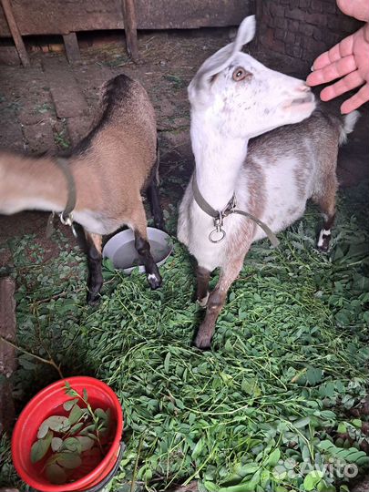 Нубийские козы