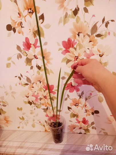 Финиковая двухлетняя пальмочка