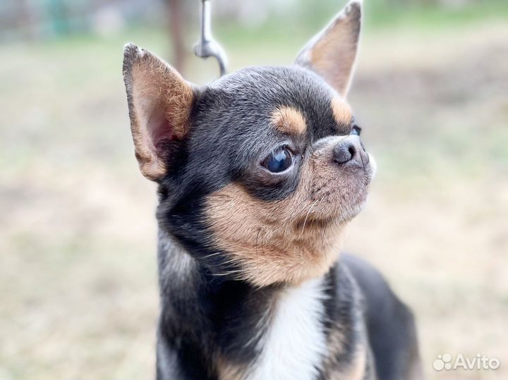 Чихуахуа кобель жених. Вязка