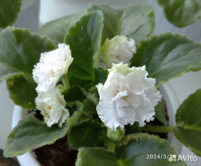 Сортовые фиалки:6 сортов (листы на срез)