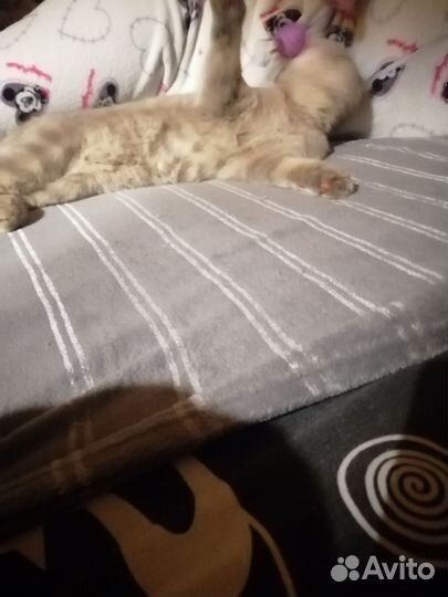 Шотландская вислоухая кошка бесплатно