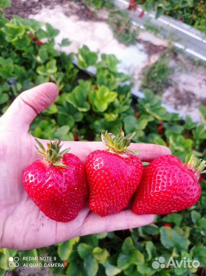 Клубника Купчиха и Чудо мира
