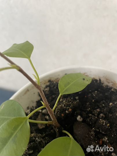 Фикус бенджамина