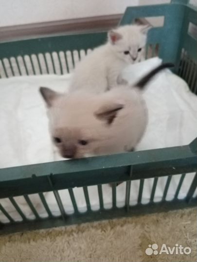 Котята Тайской кошки