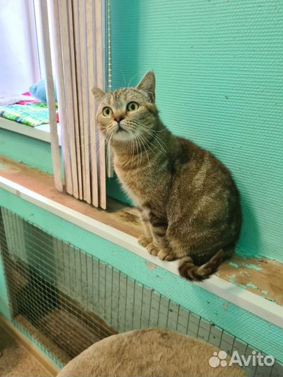 Стерилизованная кошечка в добрые руки. Контактные