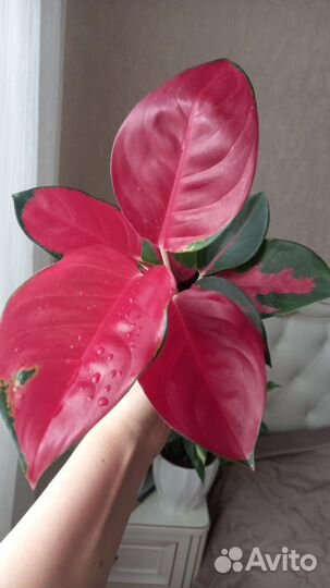 Аглаонема Рэд кочин, Чатра Монгол