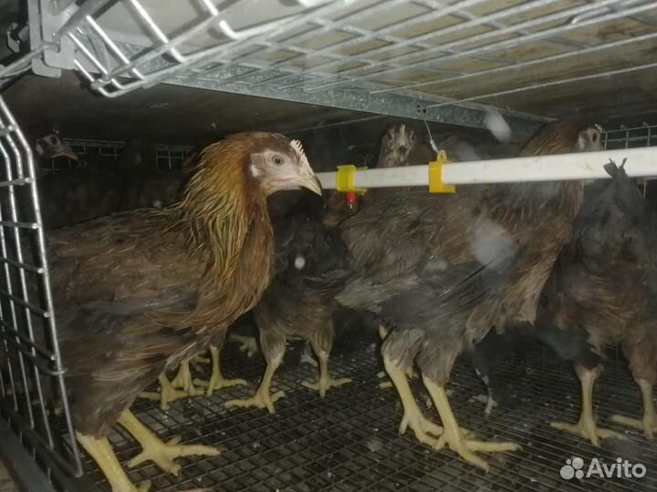 Куры Несушки