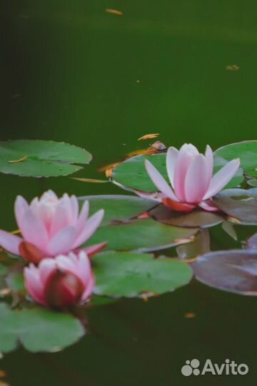 Обьекив Canon EF 70-300mm f/4-5.6 IS USM