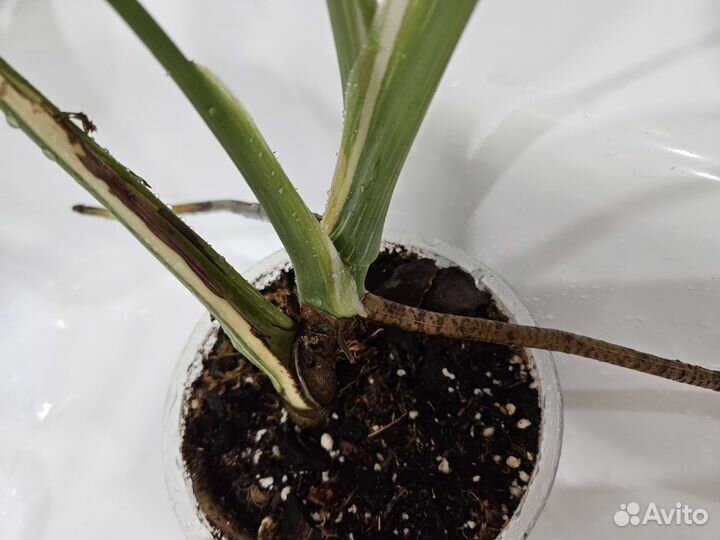 Монстера тайское созвездие домашняя