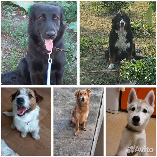 Передержка собак