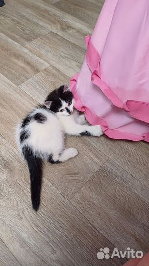Котята отдам в добрые руки бесплатно