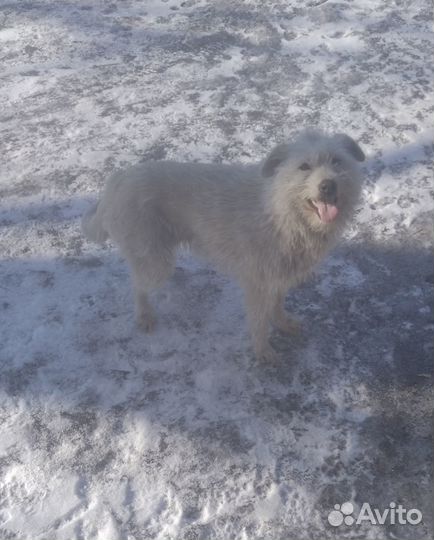 Собака в добрые руки