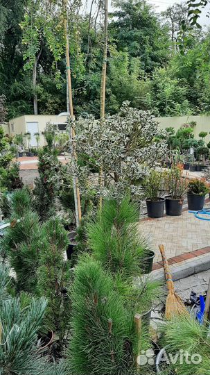 Кедр падуб лиственница на штамбе