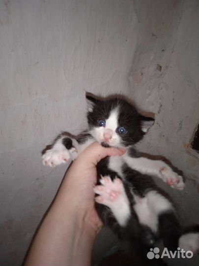 Домик для кошки бесплатно