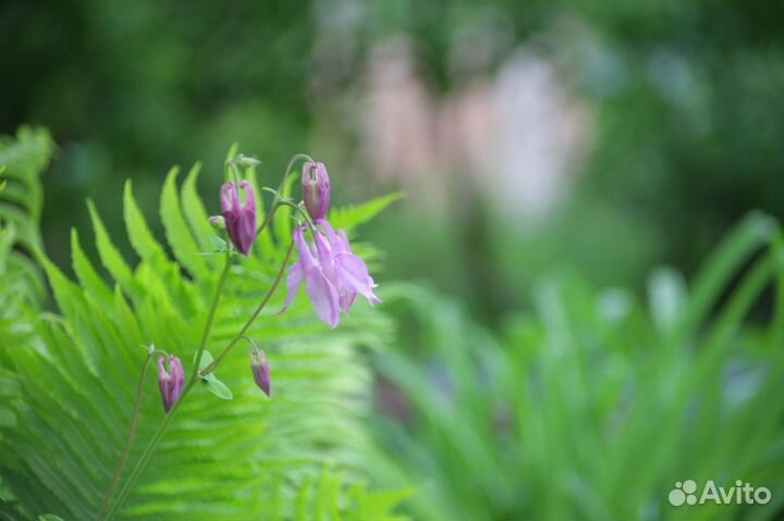 Проекционный 16кп-1,2/50; ро109; Теле-зумы мануал