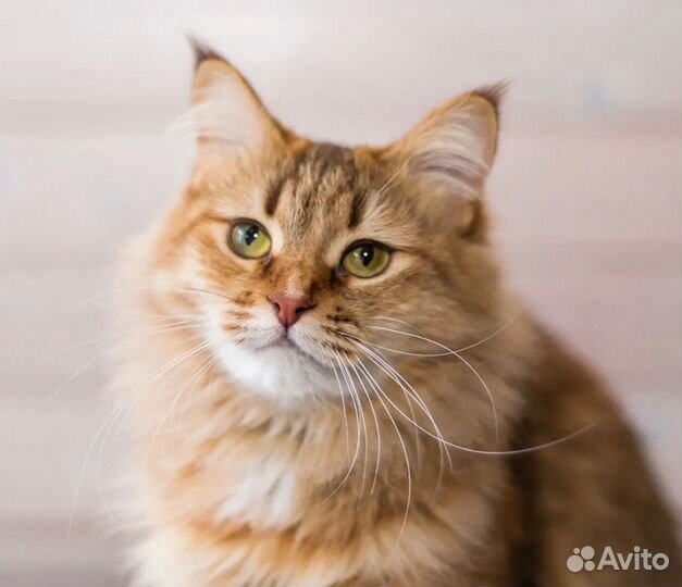 Кошка-Любовь Рыся ждет свою маму