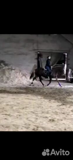 Орловский рысак