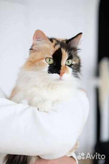 Роскошная кошка