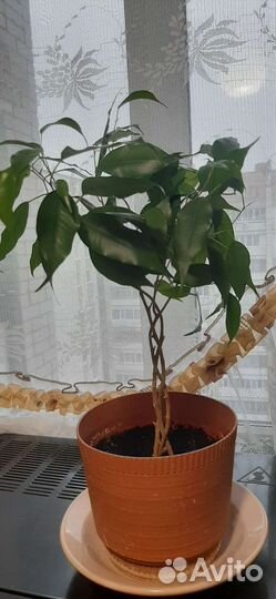 Фикус бенджамина